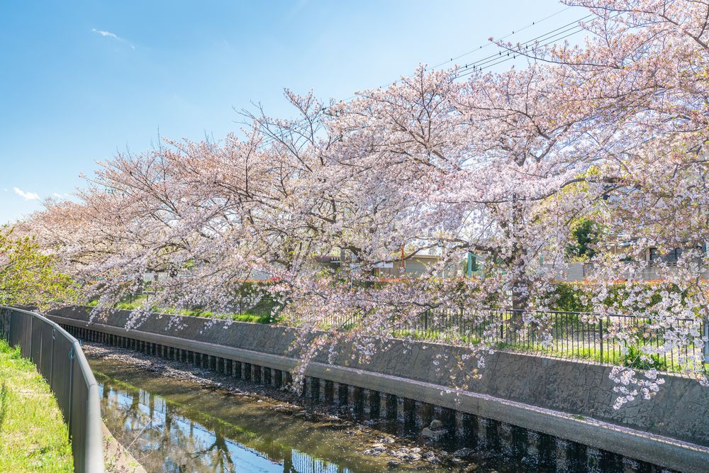 羽生・葛西用水の桜並木の画像 - 3枚目
