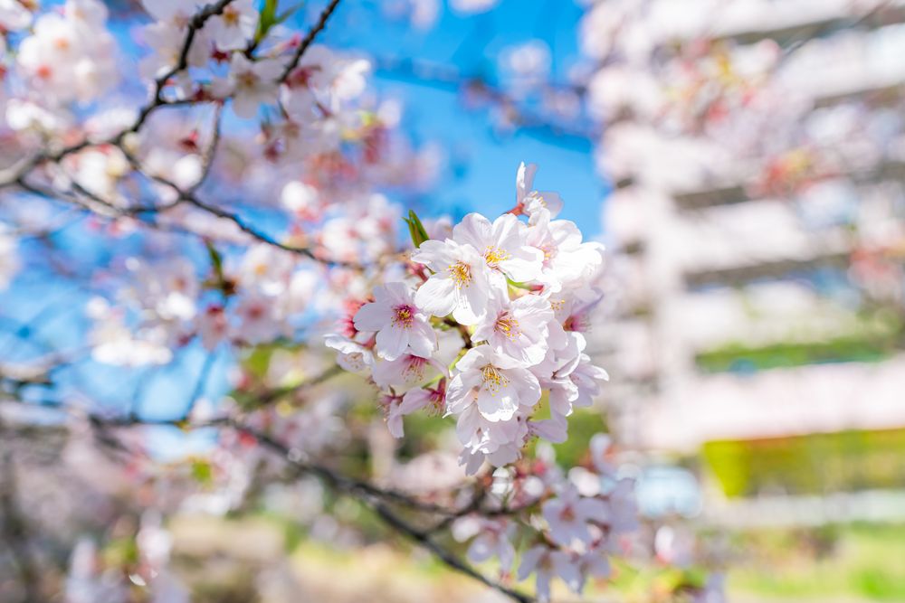 羽生・葛西用水の桜並木の画像 - 4枚目