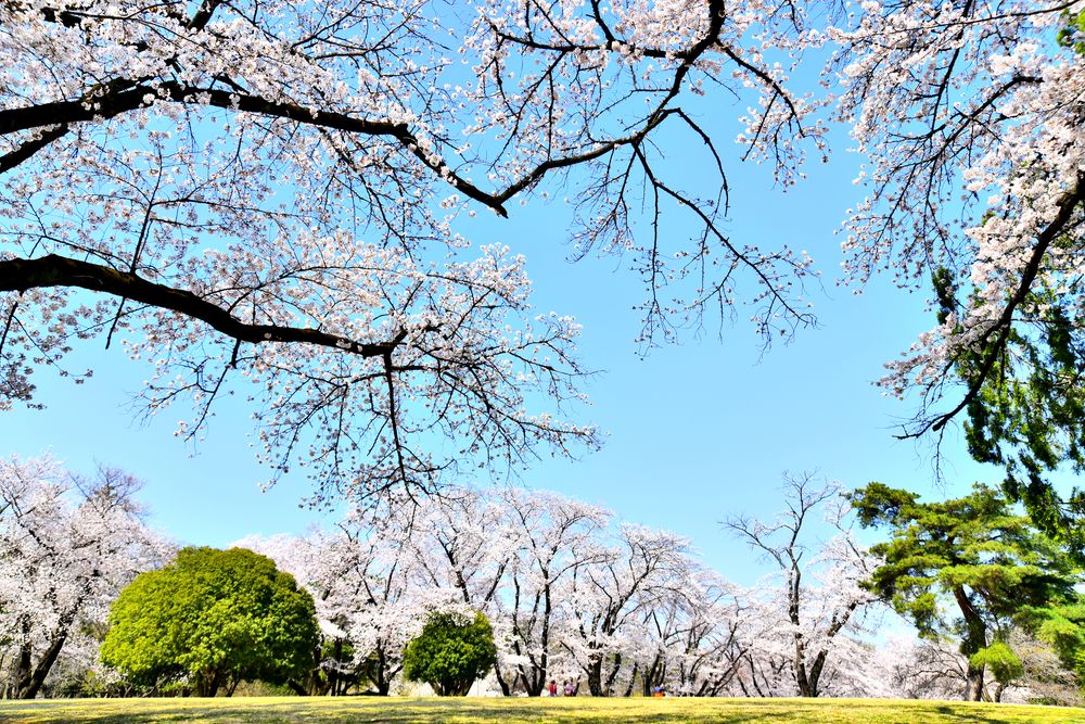 埼玉県営狭山稲荷山公園の画像 - 3枚目