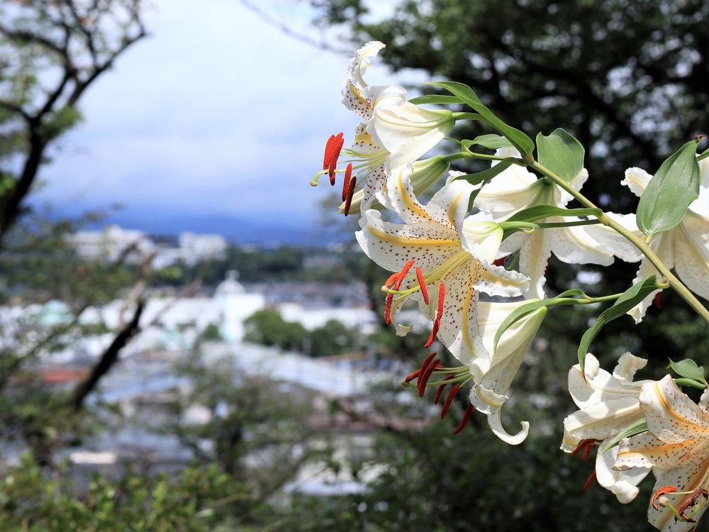 埼玉県営狭山稲荷山公園