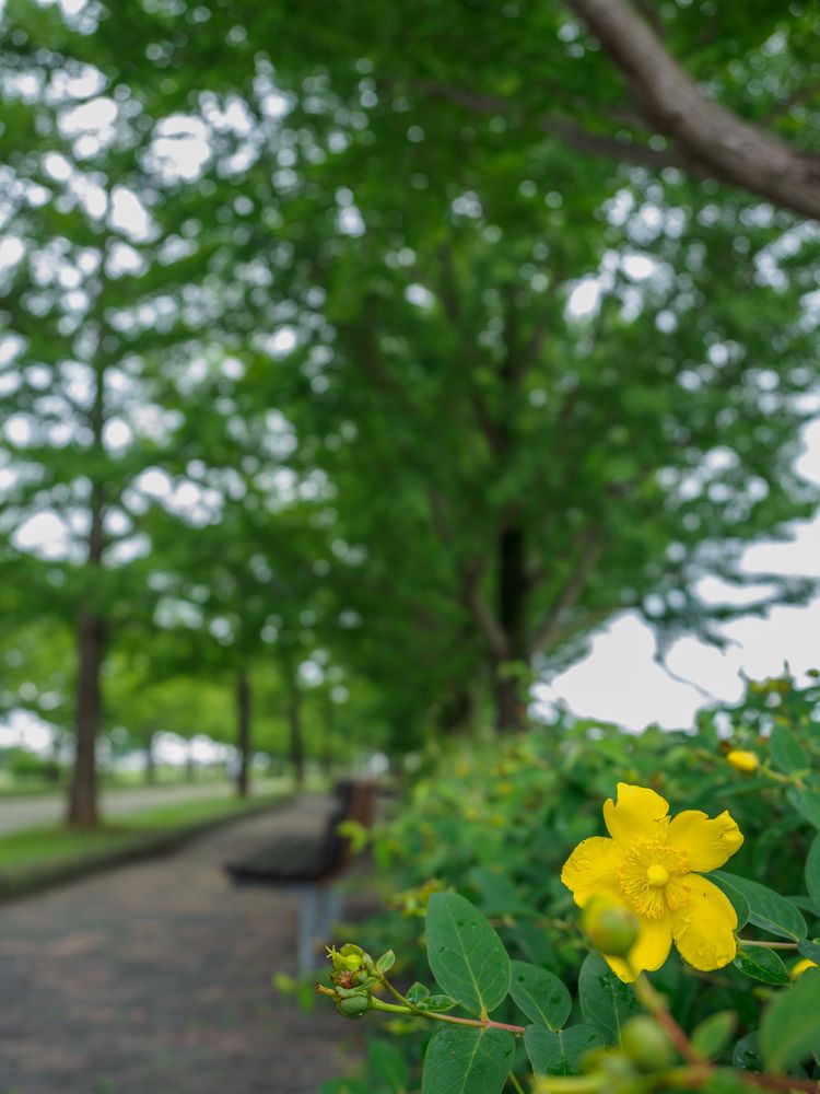 加須はなさき公園の画像 - 3枚目