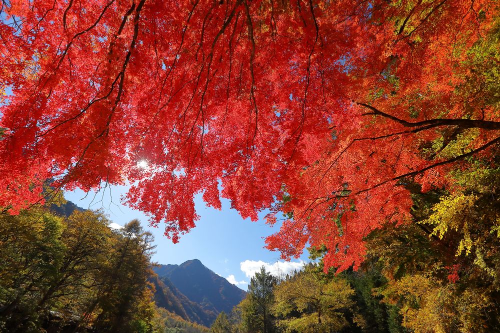 中津川村キャンプ場の画像 - 5枚目