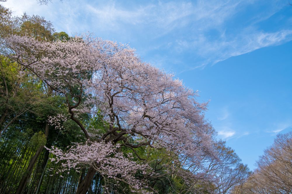 北本自然観察公園の画像 - 2枚目