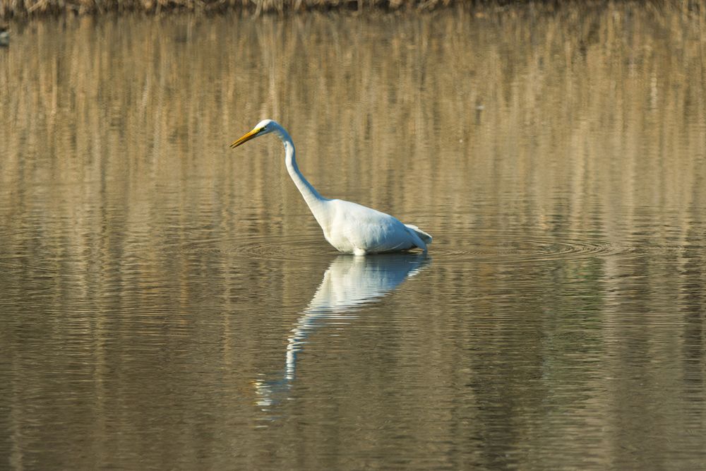 北本自然観察公園の画像 - 5枚目