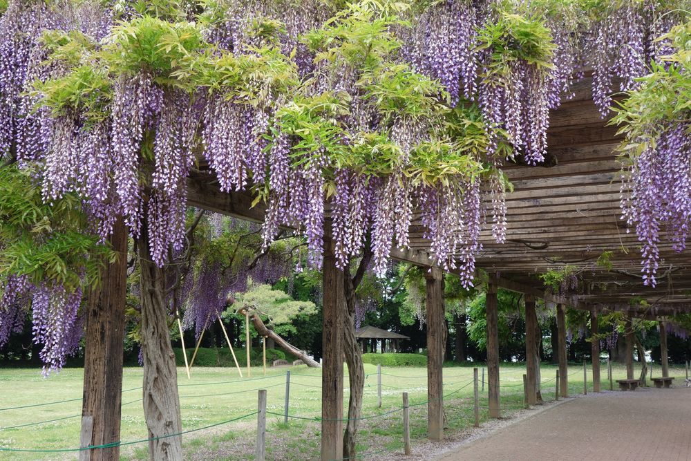 多々良沼の画像 - 5枚目