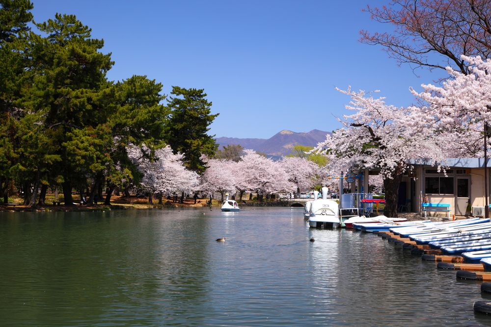 敷島公園のしだれ桜の画像 - 2枚目