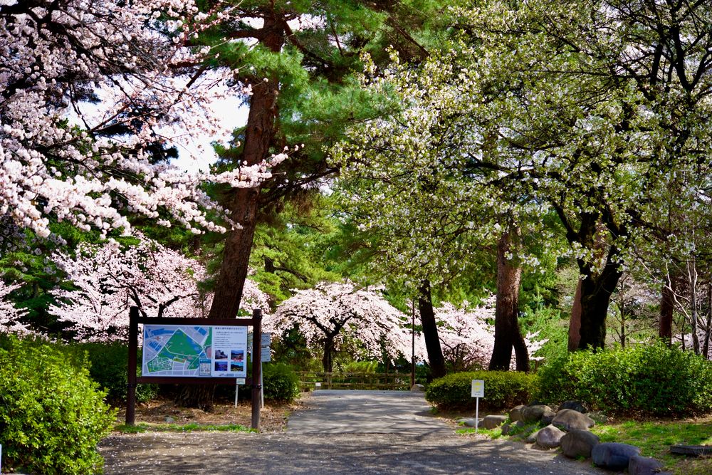 敷島公園のしだれ桜】の周辺スポット・アクセス・口コミ - Prism Japan