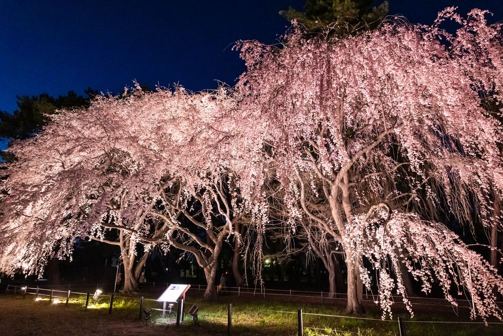 敷島公園のしだれ桜の画像 - 4枚目