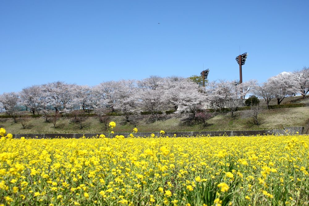 小美玉 希望ケ丘公園の画像 - 2枚目