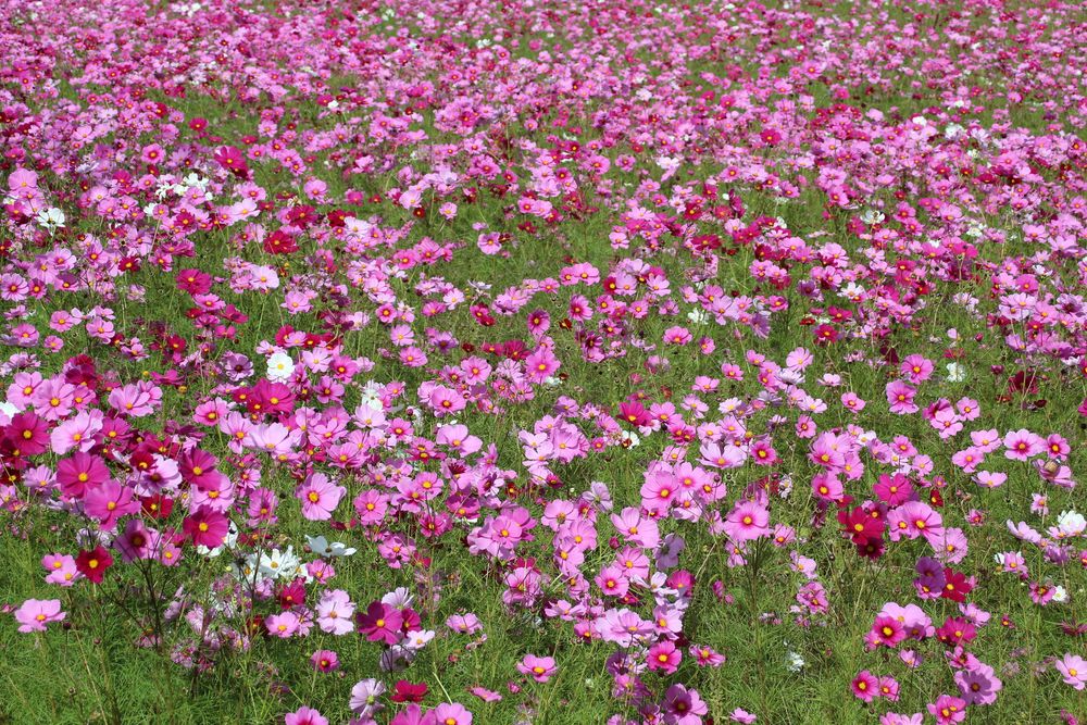 小美玉 希望ケ丘公園の画像 - 3枚目