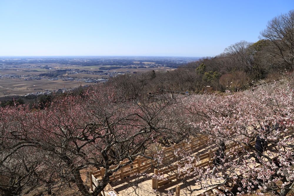 筑波山梅林の画像 - 5枚目
