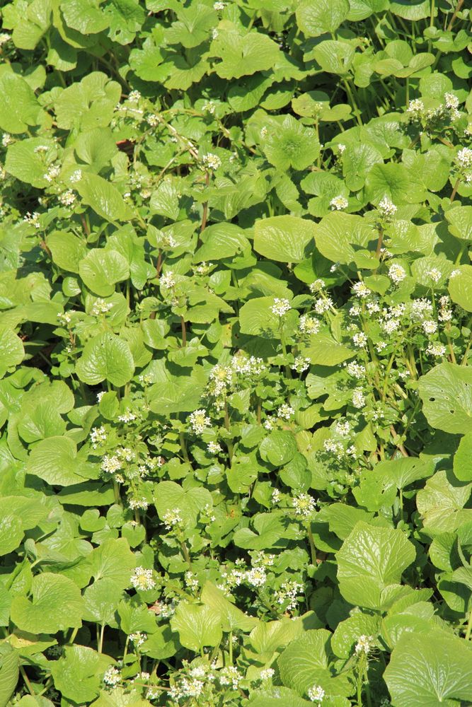 大王わさび農場の画像 - 4枚目