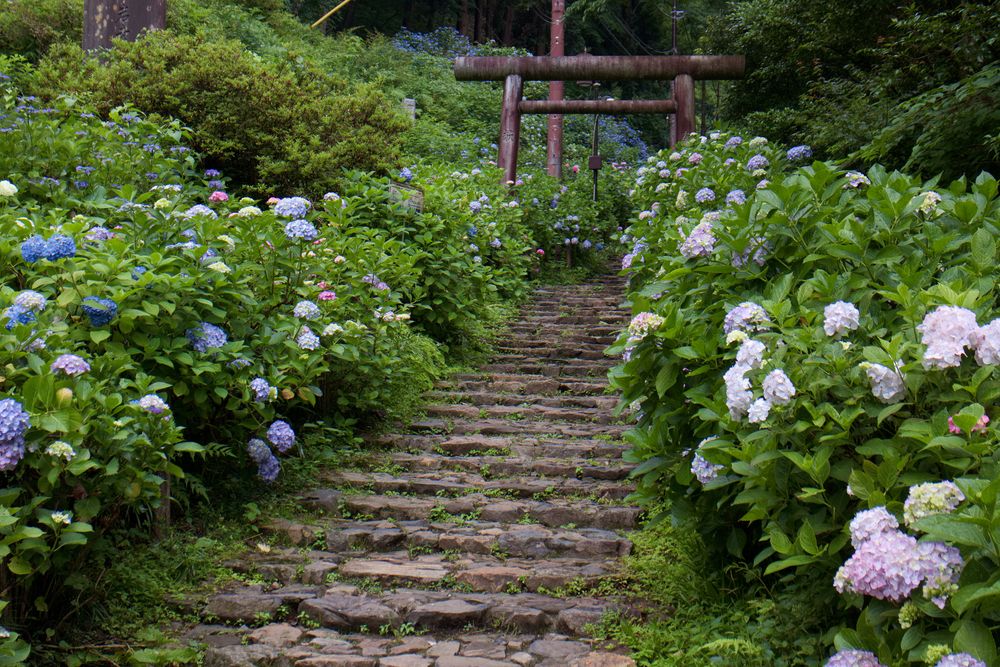 太平山の画像 - 5枚目
