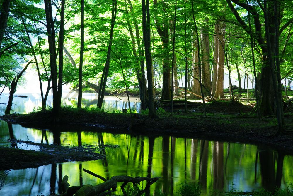 西ノ湖の画像 - 4枚目