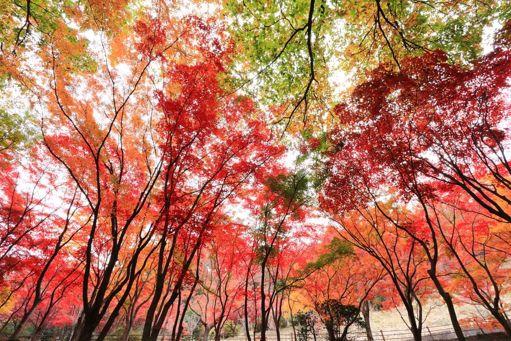 織姫公園の画像 - 2枚目