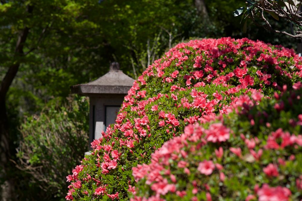 織姫公園の画像 - 3枚目