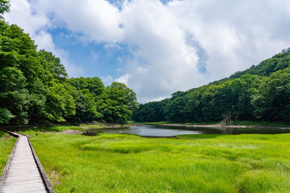 大沼