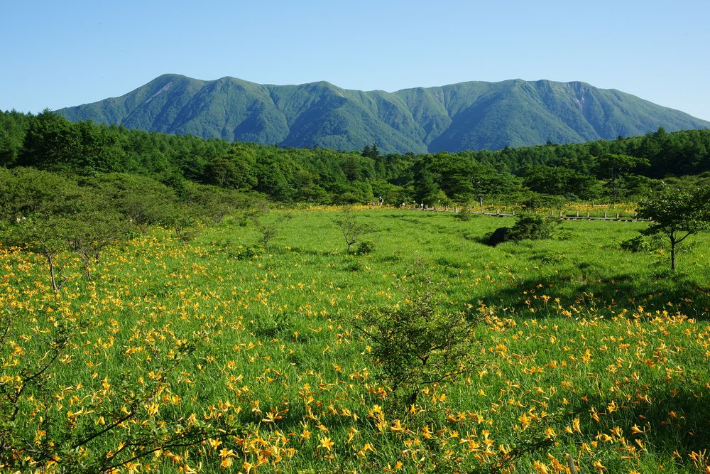 沼原湿原の画像 - 3枚目