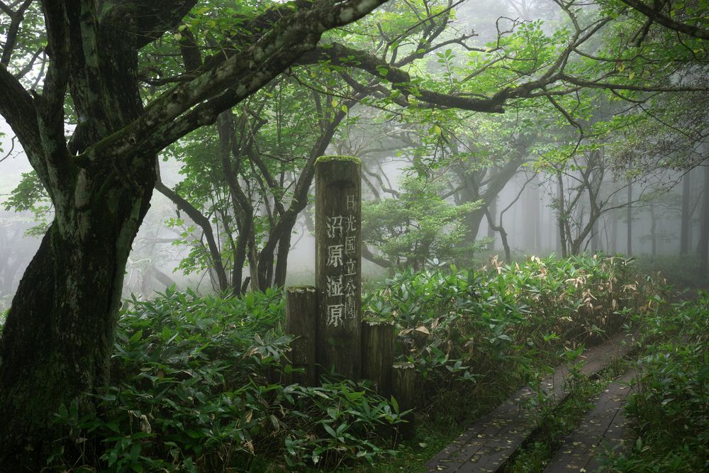 沼原湿原の画像 - 4枚目