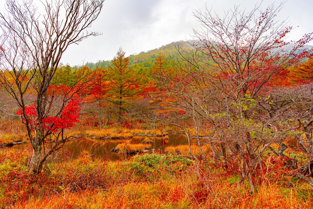 沼原湿原の画像 - 5枚目