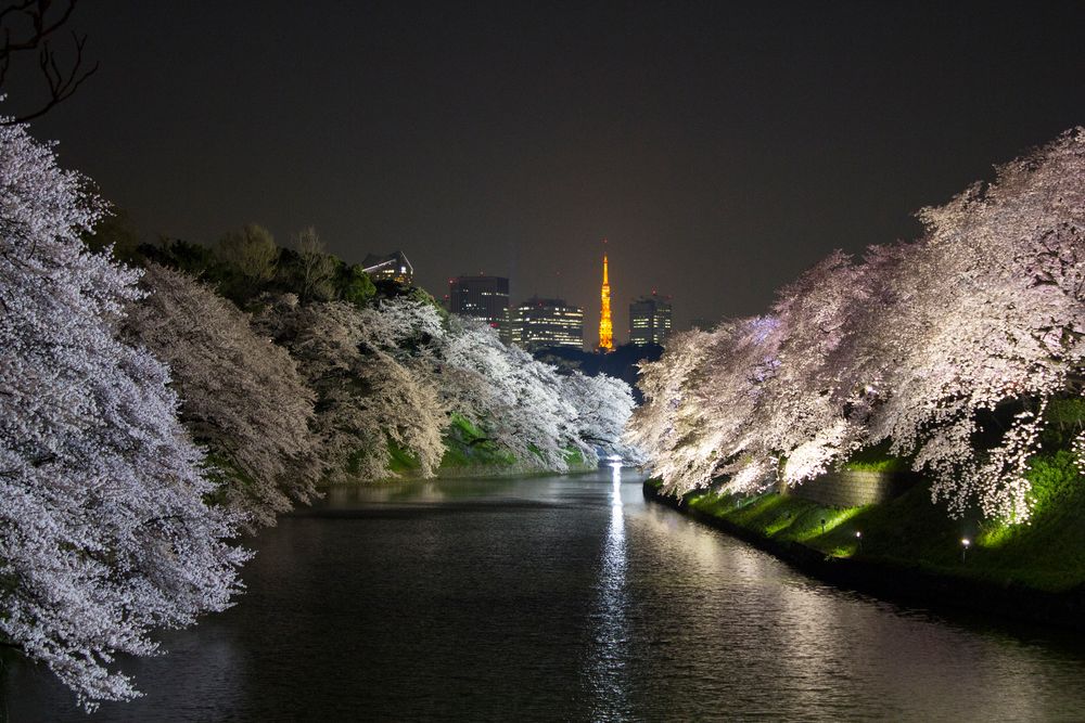 千鳥ヶ淵の画像 - 2枚目