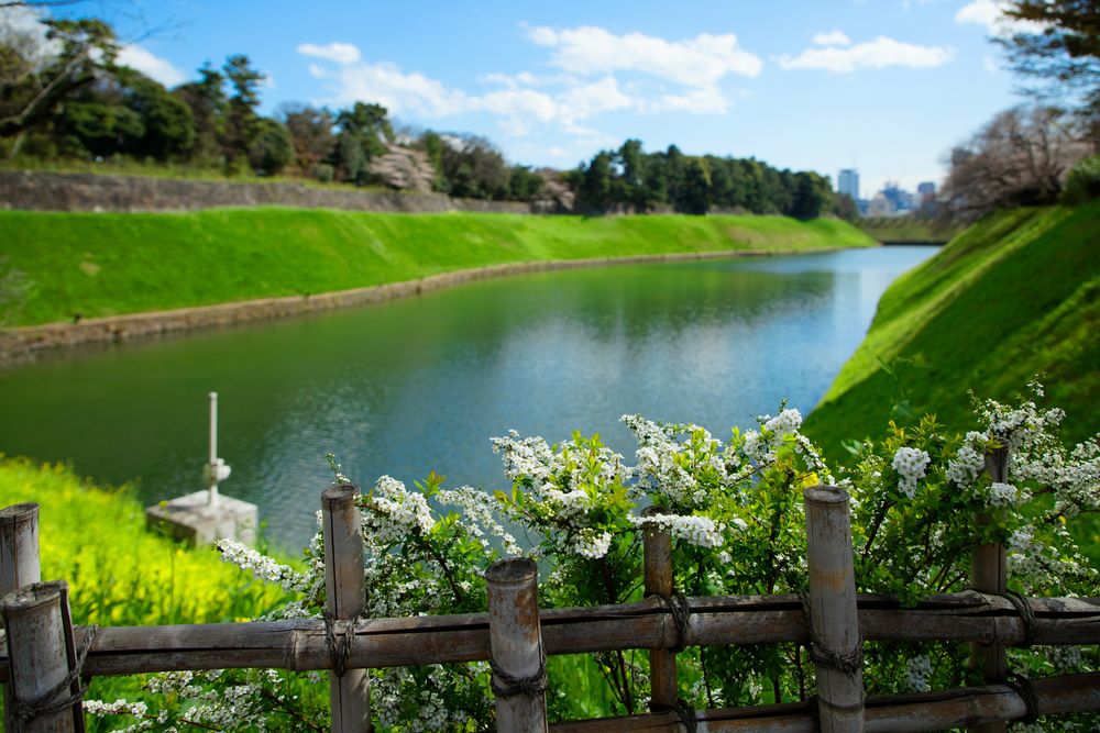 千鳥ヶ淵の画像 - 3枚目