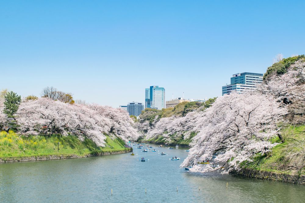 千鳥ヶ淵の画像 - 4枚目