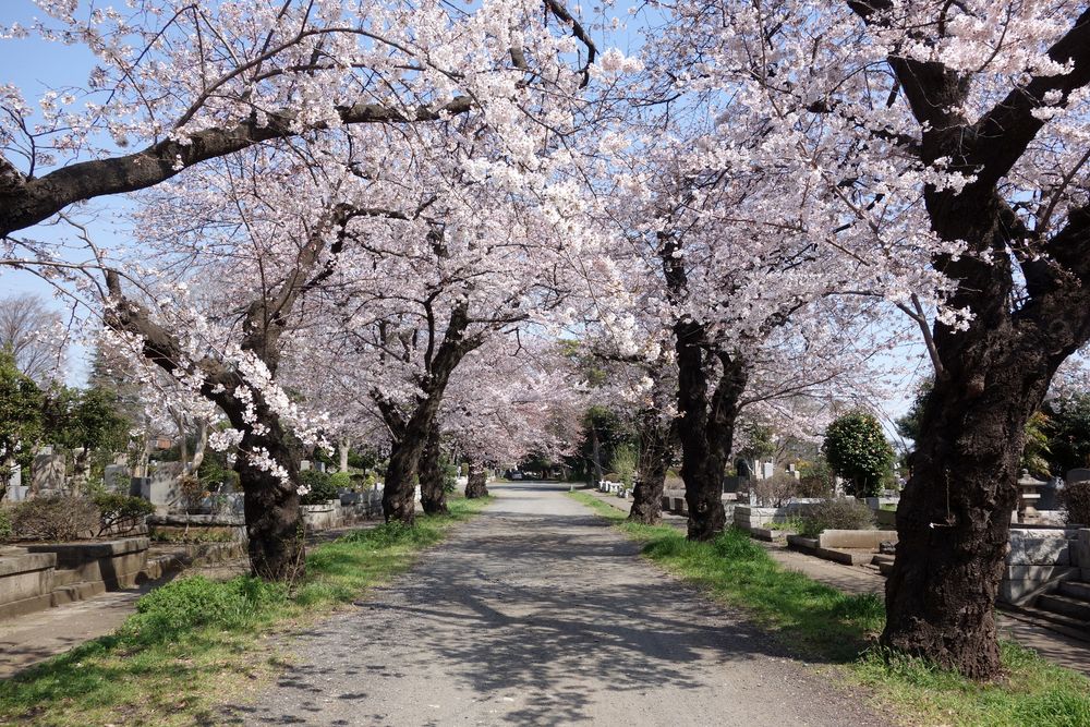 都立多磨霊園の画像 - 2枚目
