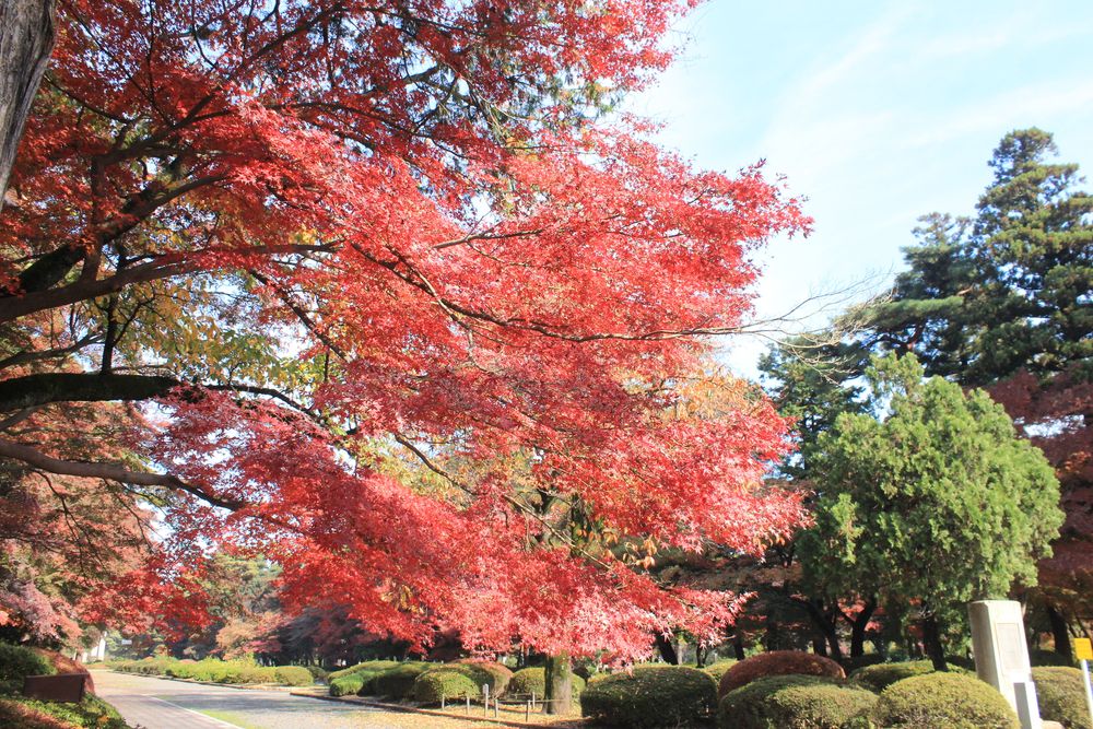 都立多磨霊園の画像 - 4枚目