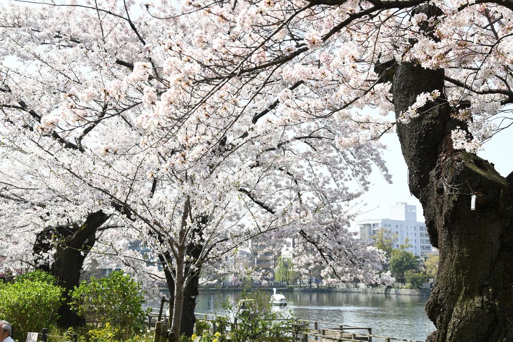 洗足池公園の画像 - 5枚目