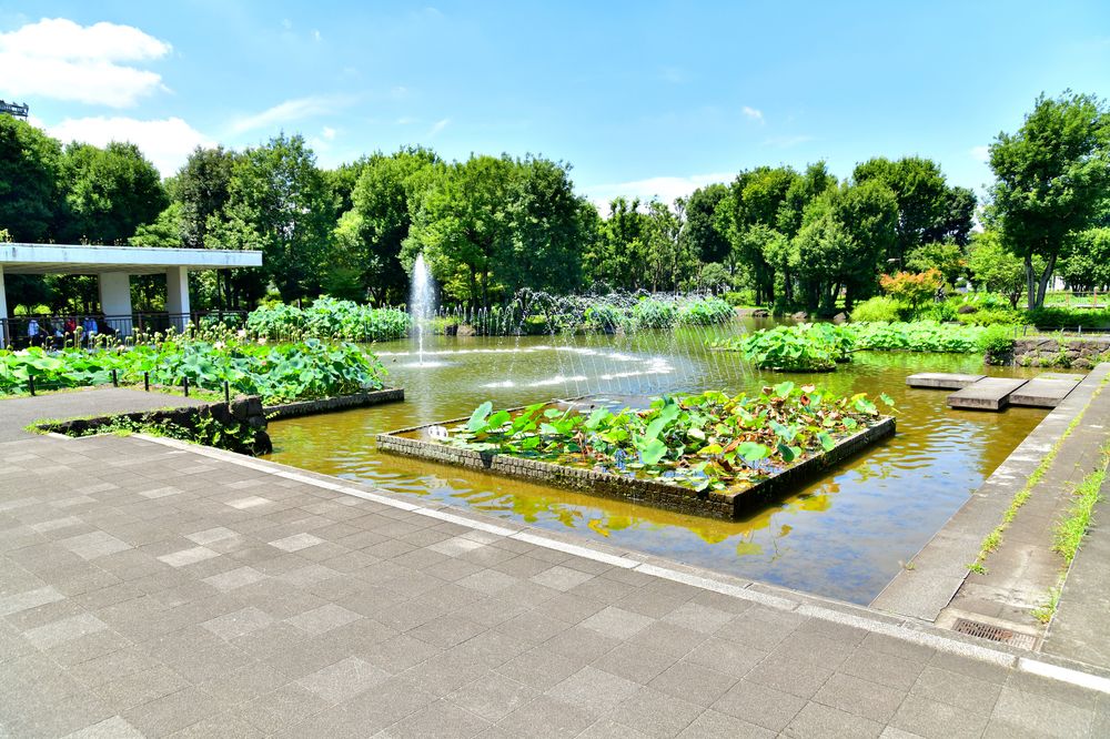 郷土の森公園 修景池の画像 - 2枚目