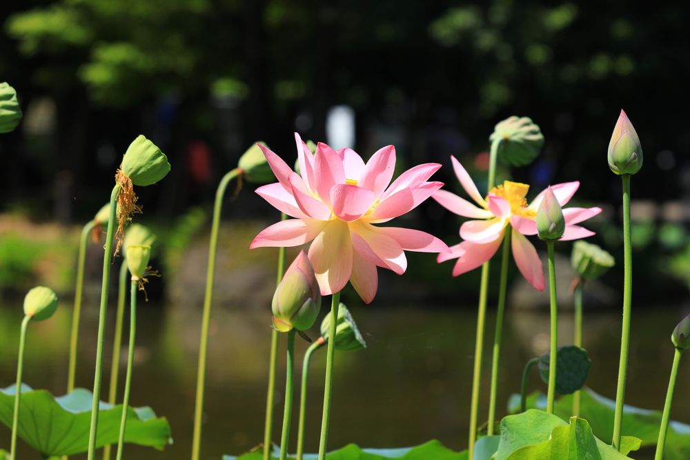 郷土の森公園 修景池の画像 - 5枚目