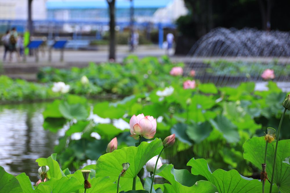郷土の森公園 修景池の画像 - 6枚目