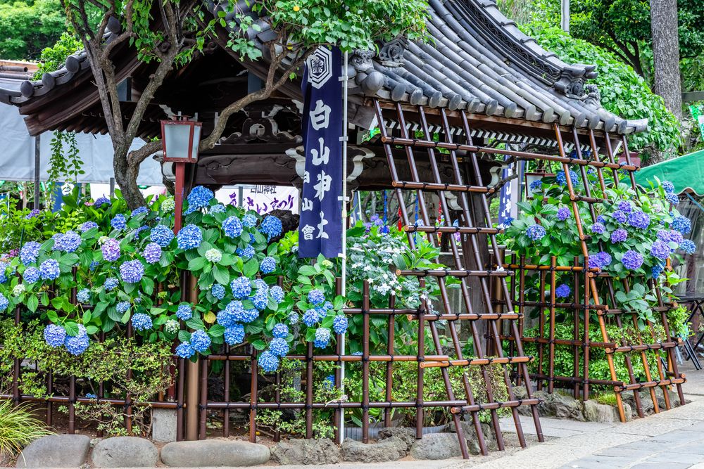 白山神社の画像 - 4枚目