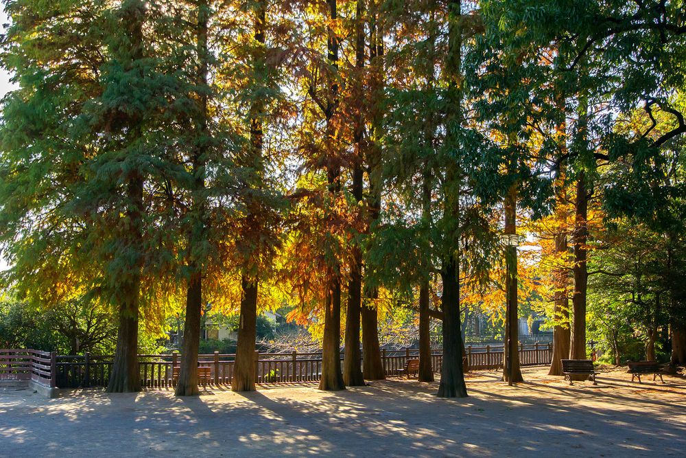 区立碑文谷公園の画像 - 2枚目