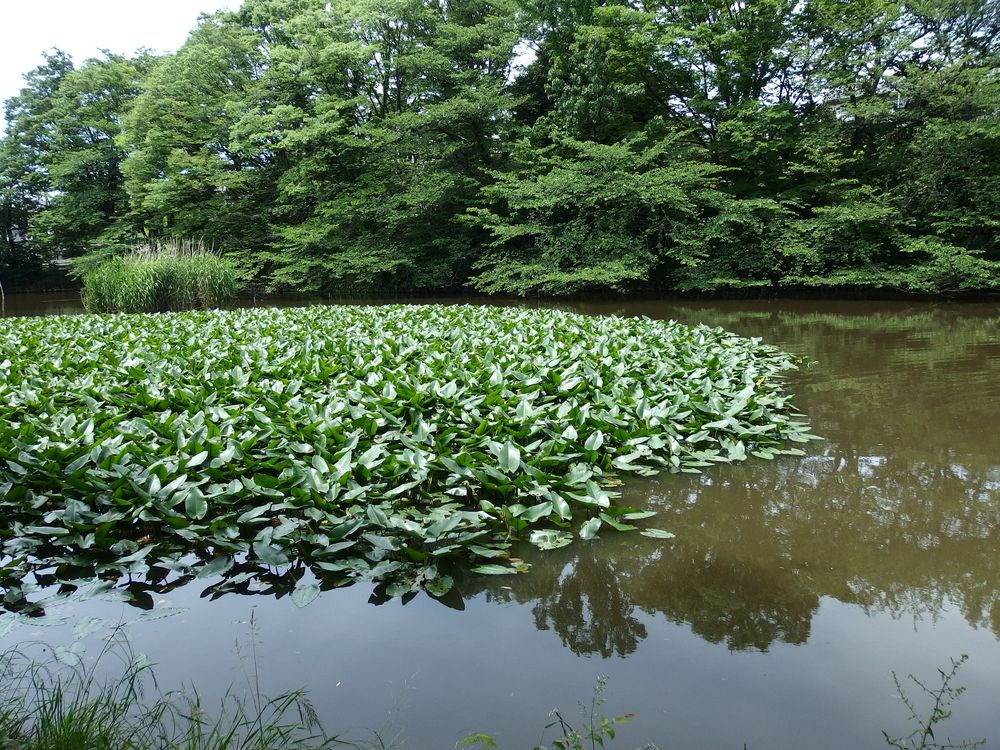 区立碑文谷公園の画像 - 4枚目