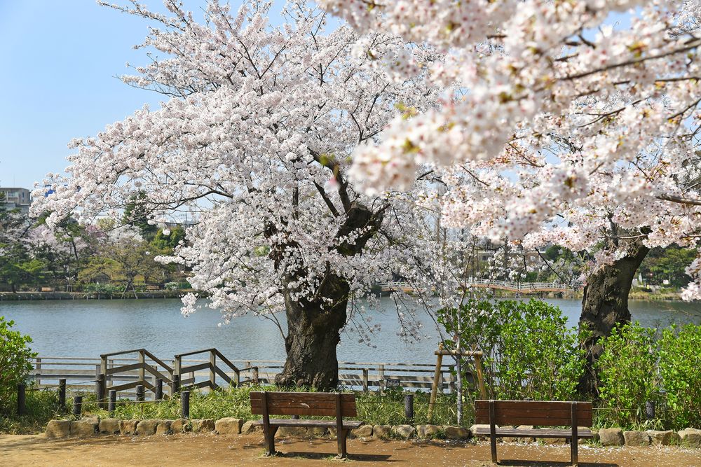 洗足池の画像 - 5枚目