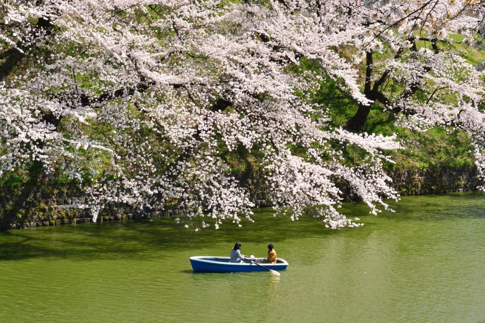 千鳥ヶ淵緑道の画像 - 2枚目
