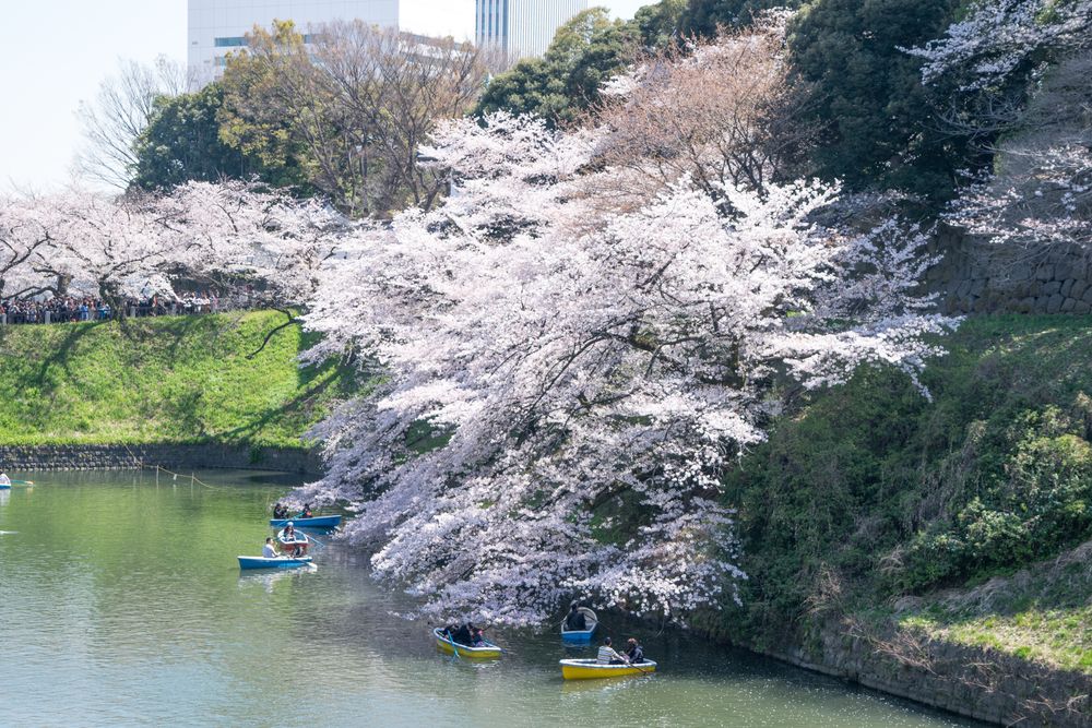 千鳥ヶ淵緑道の画像 - 3枚目