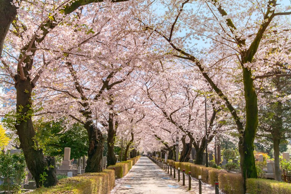 青山霊園の画像 - 4枚目