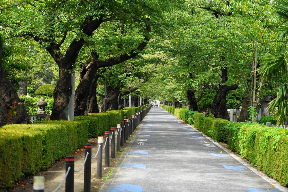 青山霊園の画像 - 5枚目