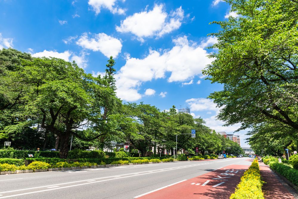 大学通り