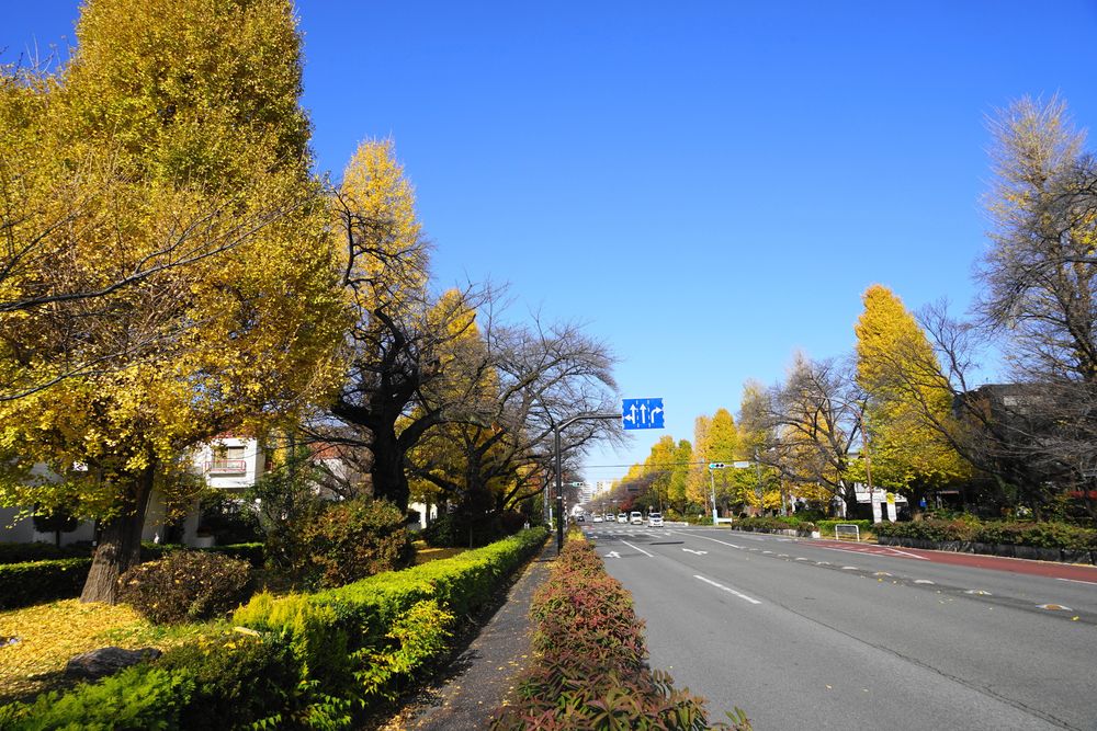 大学通りの画像 - 4枚目