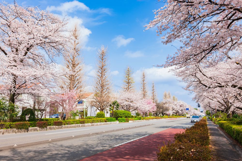 大学通りの画像 - 5枚目