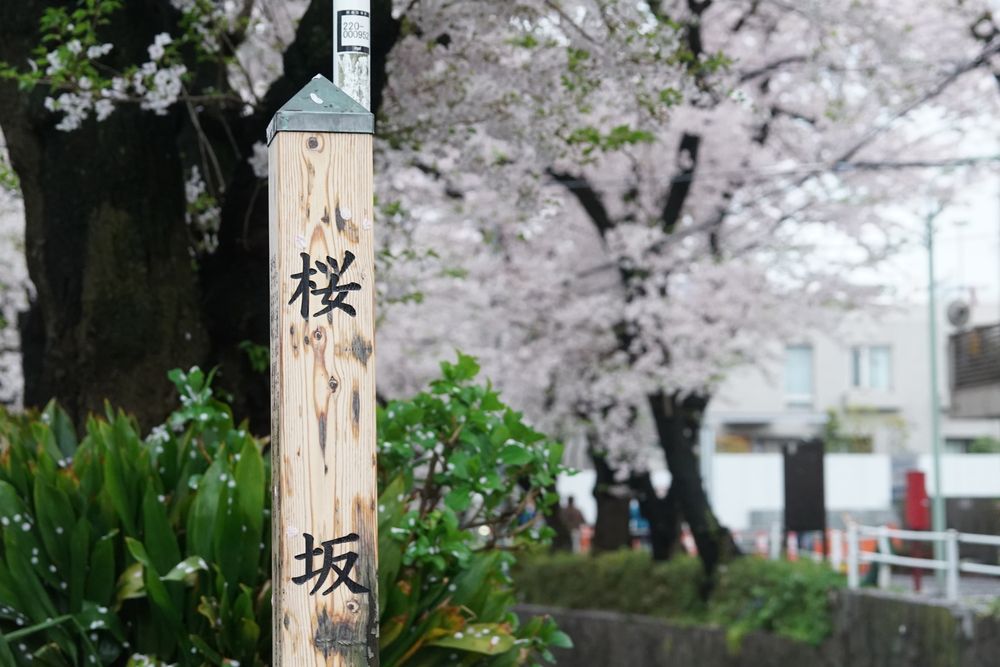 桜坂の画像 - 2枚目