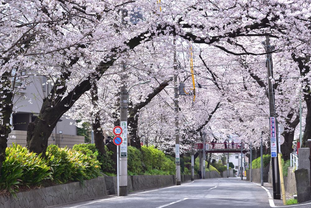 桜坂の画像 - 3枚目
