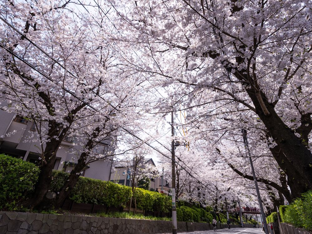 桜坂の画像 - 4枚目