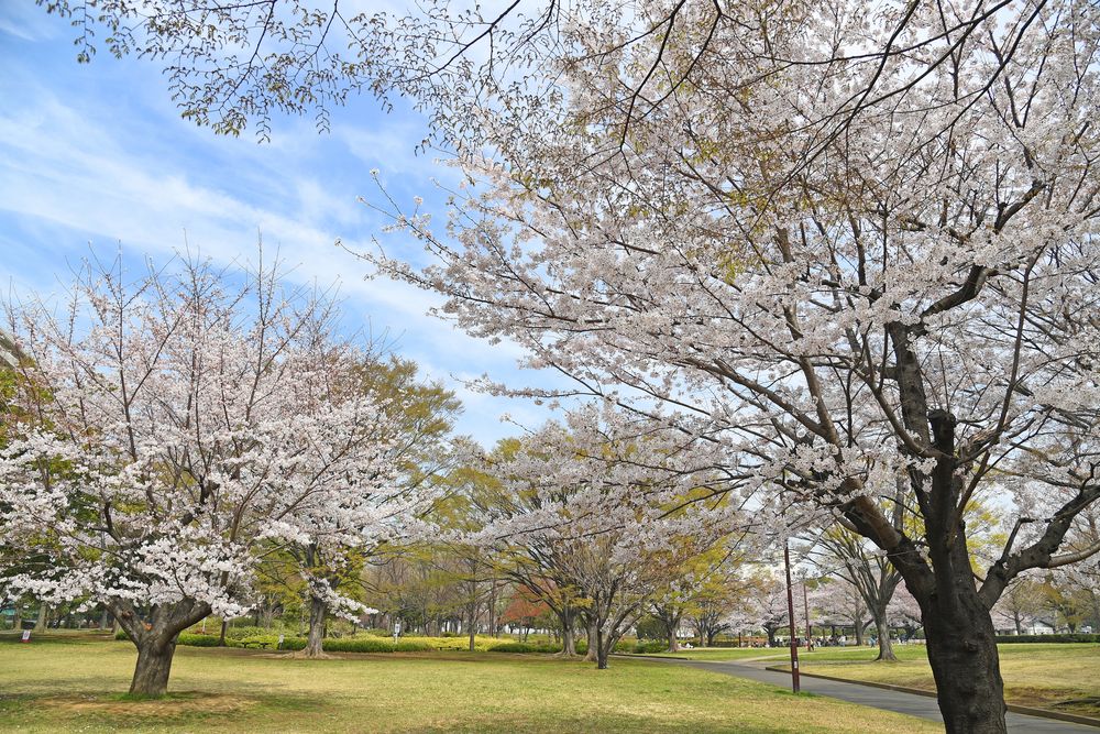亀戸中央公園の画像 - 2枚目
