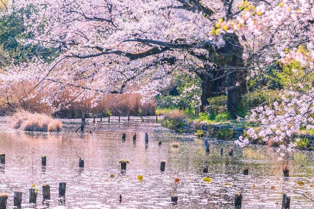 善福寺公園の画像 - 4枚目