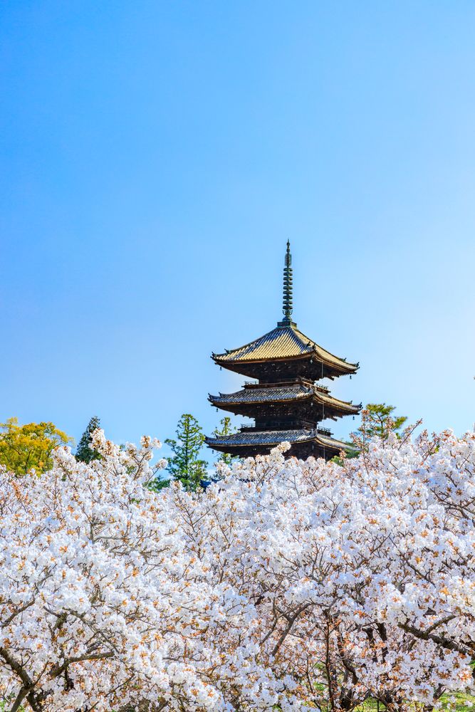仁和寺の画像 - 3枚目